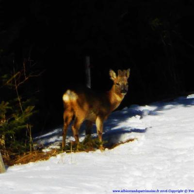 11) Observation chamois Mercredi Vac. Scol.