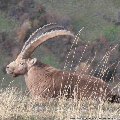 Observation des bouquetins des Alpes, lundi 14h30-17h30