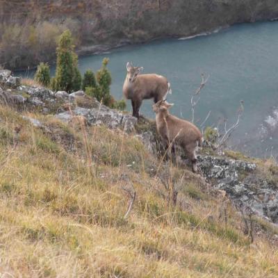 Observation des bouquetins des Alpes, lundi 14h30-17h30